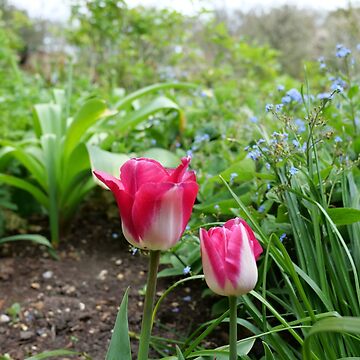 Artwork thumbnail, Two pink tulip flowers in the garden by santoshputhran