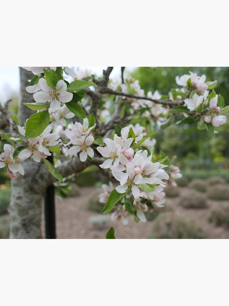 Cherry Blossom flowers white and pink by santoshputhran