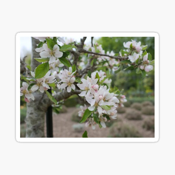 Cherry Blossom flowers white and pink Sticker