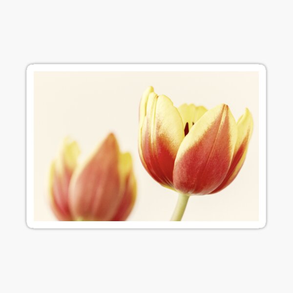 Spring Tulips Sticker