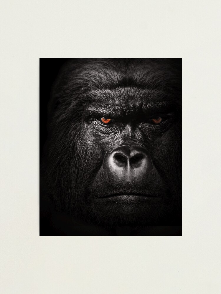 Lowland Gorilla Monkey Wild Animal Wall Decor Espresso Framed Picture Art  Print (20x24) - Impact Posters Gallery