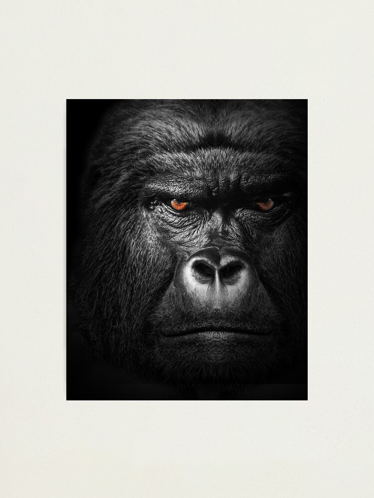 Gorilla Photograph, Color Photography, Nature Photo, Wall Art, Wildlife  Decor, Art Print, Animal Portrait, Primate, gorilla, Close-up 2 