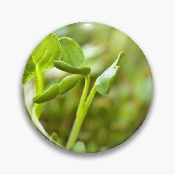 Item preview, Sprouting seeds of alfalfa designed and sold by Delphimages Art.