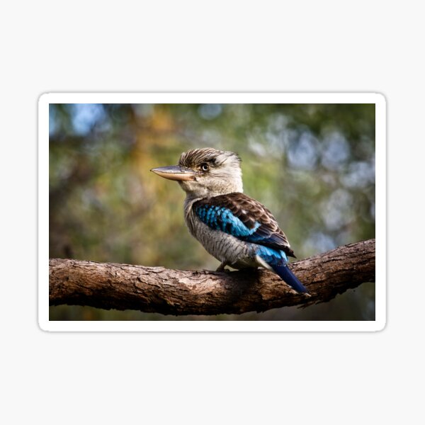 Blue Winged Kookaburra Sticker