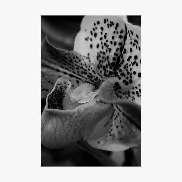 Item preview, Leopard Spotted Orchid designed and sold by Vanessa  Warren.