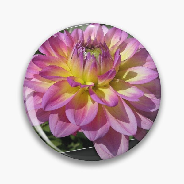 Item preview, Dahlia named Jowey Gipsy designed and sold by JMcCombie.