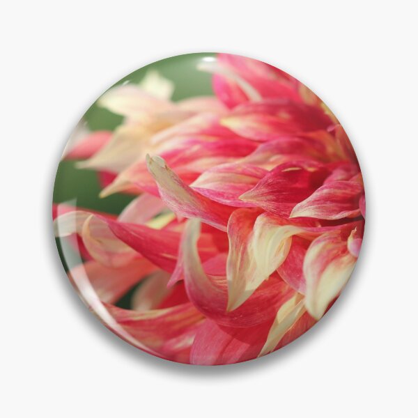 Item preview, Dahlia named Bodacious designed and sold by JMcCombie.