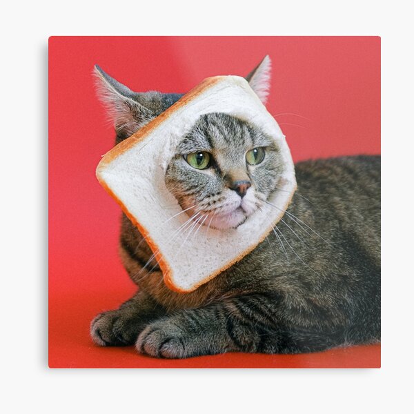 cats wearing bread