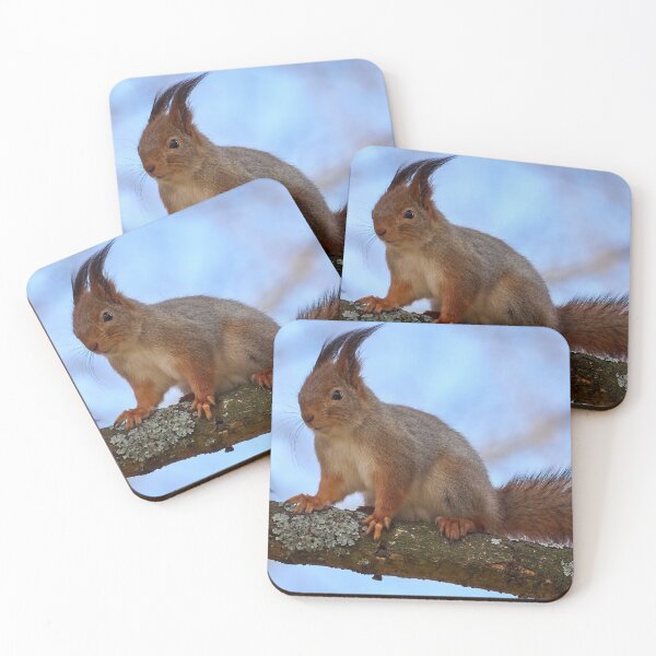Item preview, Eurasian red squirrel panoramic designed and sold by Jouko Lehto Photography.