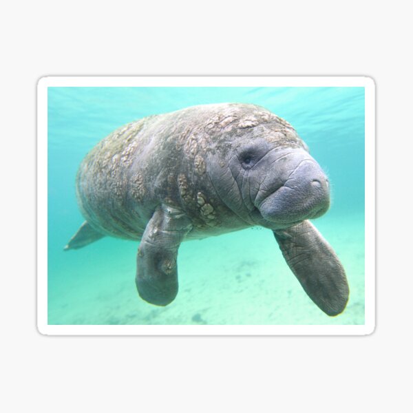 Stellers Sea Cow Gifts & Merchandise for Sale | Redbubble Stellers Sea Cow Gifts & Merchandise for Sale | Redbubble