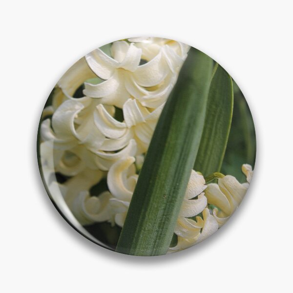 Item preview, Hyacinth named City of Haarlem designed and sold by JMcCombie.