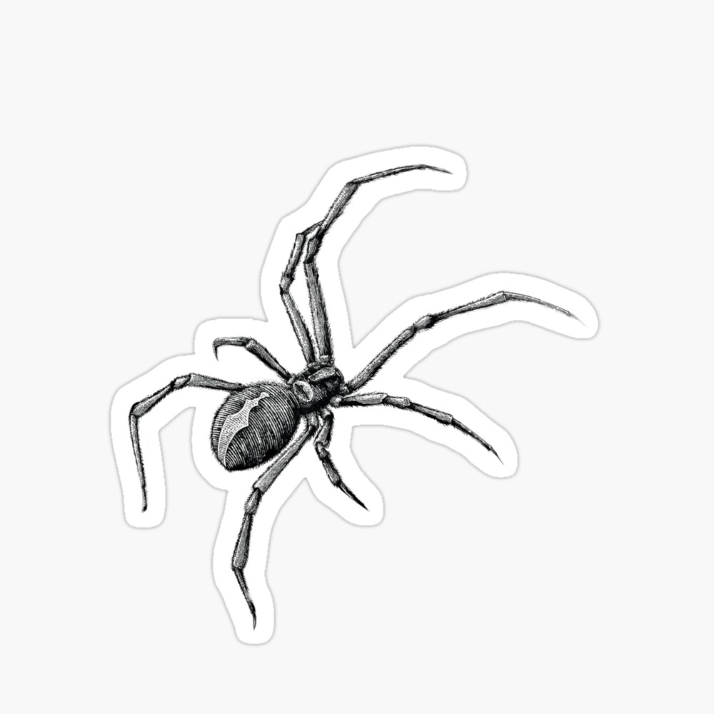 8x10 Black Widow Spider Drawing Pen Marker Unique Wall Sketch Adaris Art -  Etsy
