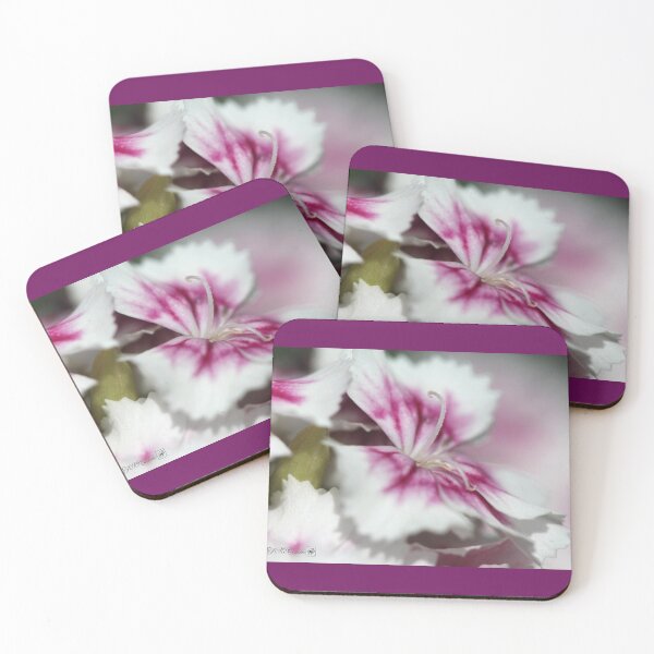 Item preview, Sweet William from the Super Duplex Bluepoint Mix designed and sold by JMcCombie.
