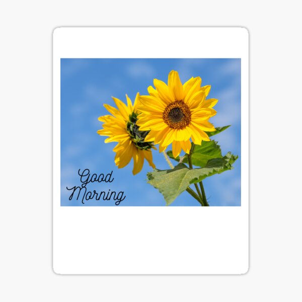 sunflower design