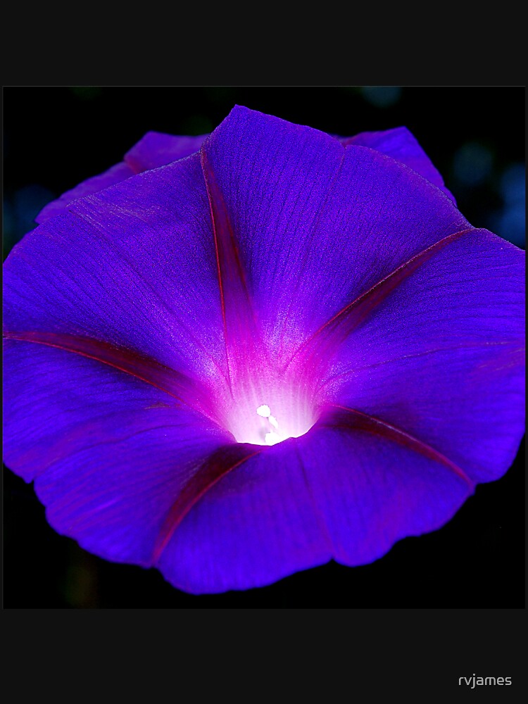 Glowing violet morning glory by rvjames