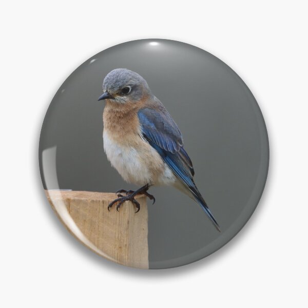 Item preview, Eastern Bluebird on a Corner designed and sold by LisaNaturePhoto.