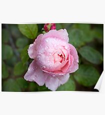 Raindrop rose Poster