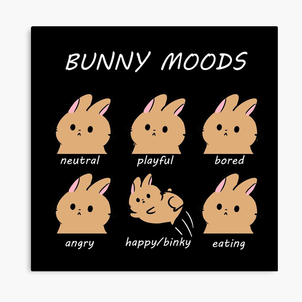 cute funny bunny rabbit moods cute funny bunny rabbit moods