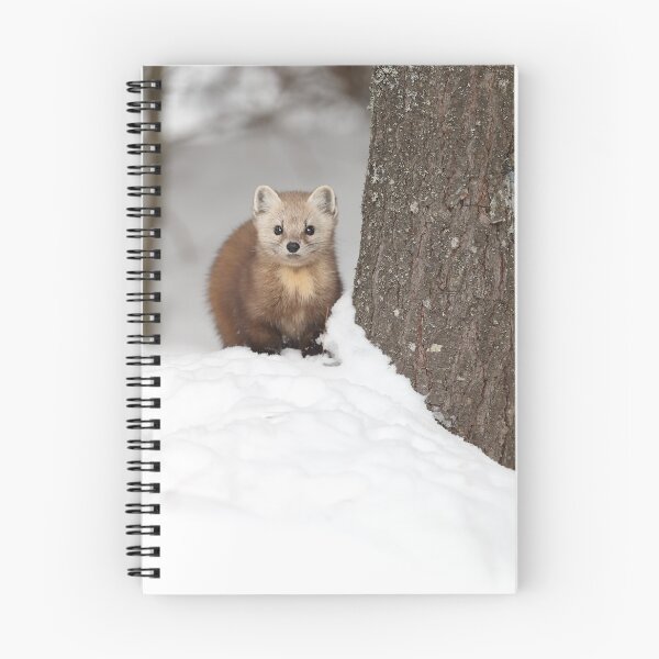 Item preview, American Marten designed and sold by mlorenz.