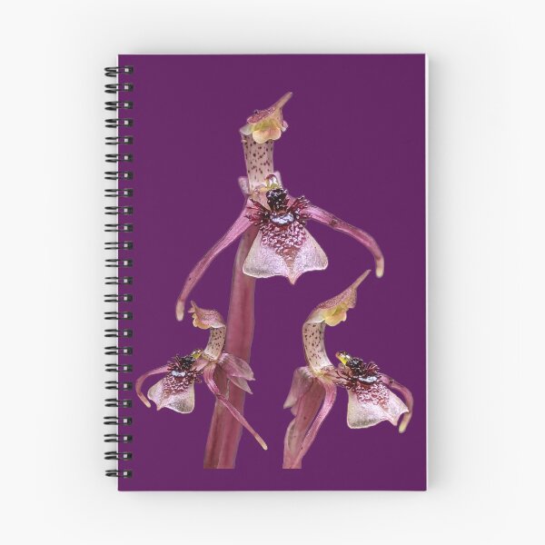 Item preview, Trío de orquídeas avispa designed and sold by Anne-Maree Hunter.