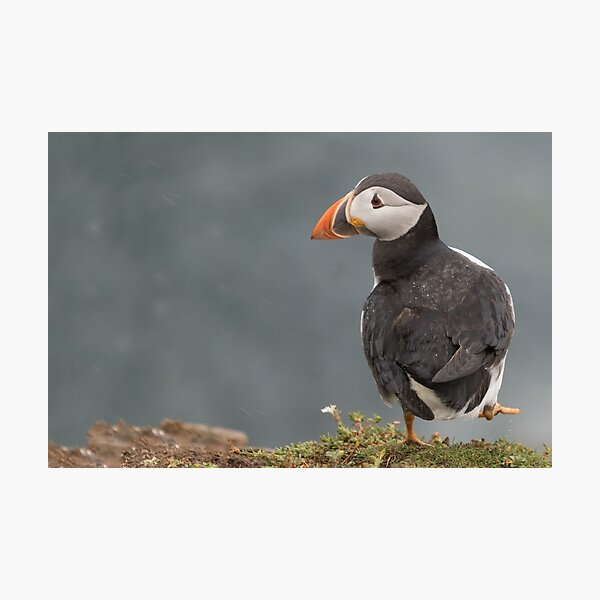 Puffin Photographic Print