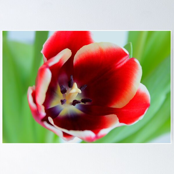 Item preview, Red tulip on green designed and sold by Michelle Neeling.