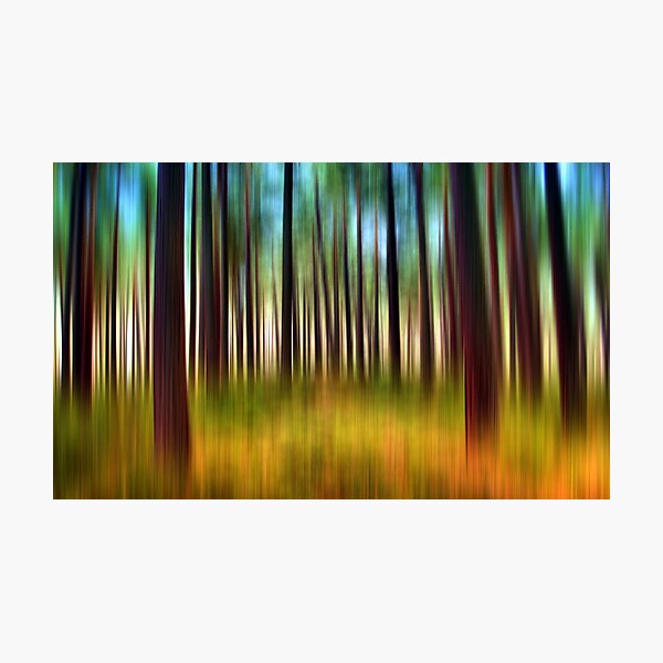 Through the Pines 12a Photographic Print
