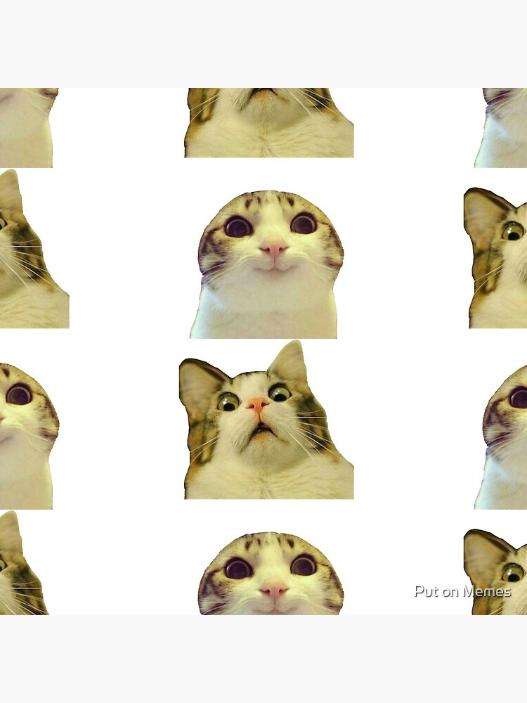 Pin on Memes of cats