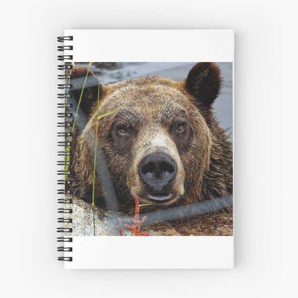 Item preview, Big Brown Bear Stare designed and sold by BeingTherePix.