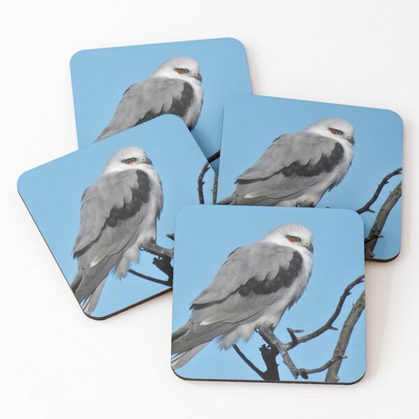 Item preview, Black Shouldered Kite designed and sold by Clive.