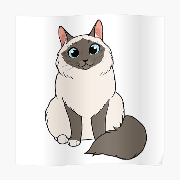 Birman Posters Redbubble
