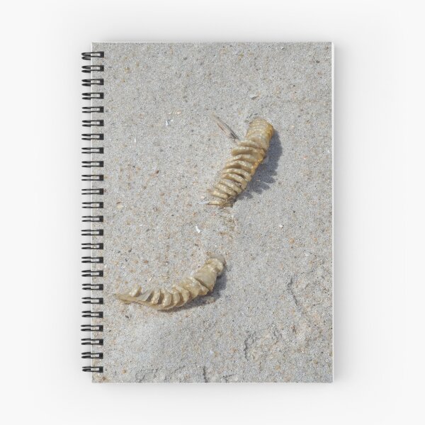 Item preview, Conch Shell Egg Sack in the Sand at Assateague Island Maryland designed and sold by Twittlefish.