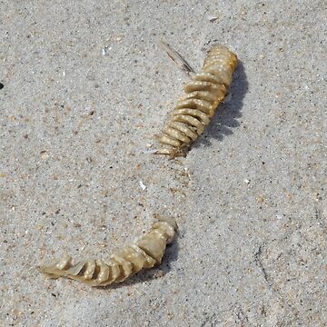 Conch Shell Egg Sack in the Sand at Assateague Island Maryland