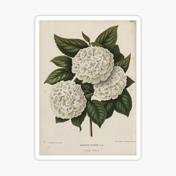 Viburnum plicatum Print Sticker