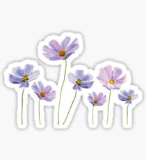 cosmos pourpre Sticker