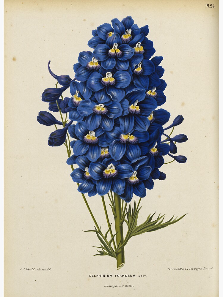 Blue Delphinium Print by LloydLibrary