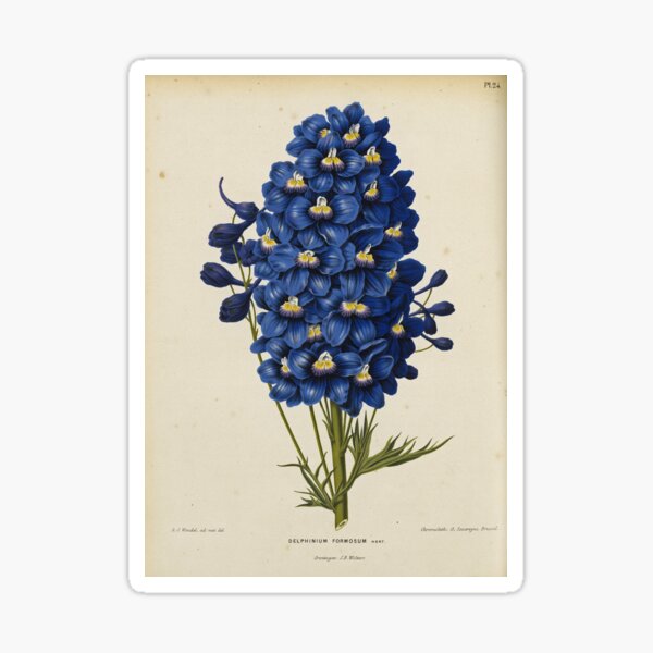 Blue Delphinium Print Sticker
