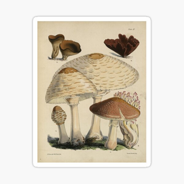 Mushroom print, brown Sticker