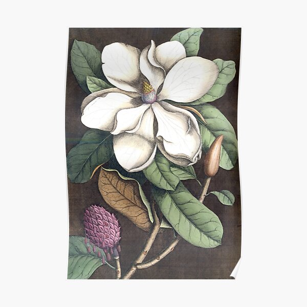 Magnolia Print Poster