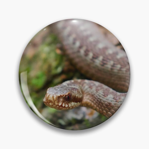 Item preview, European adder close up designed and sold by Jouko Lehto Photography.