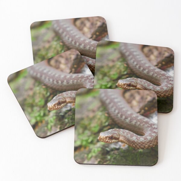 Item preview, European adder close up designed and sold by Jouko Lehto Photography.