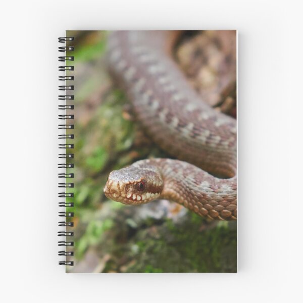 Item preview, European adder close up designed and sold by Jouko Lehto Photography.