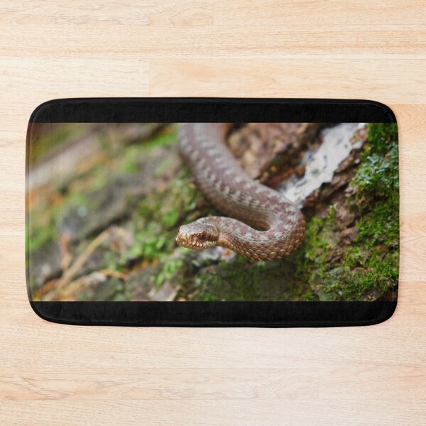 Item preview, European adder close up designed and sold by Jouko Lehto Photography.