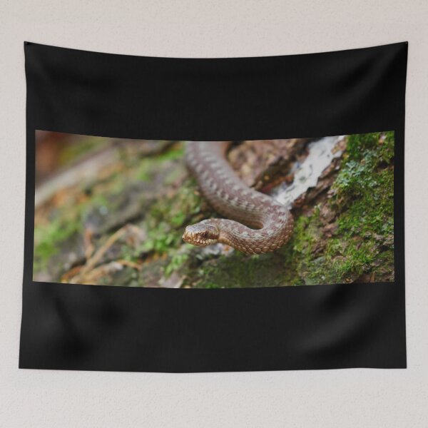 Item preview, European adder close up designed and sold by Jouko Lehto Photography.