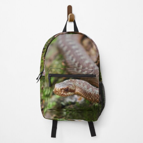Item preview, European adder close up designed and sold by Jouko Lehto Photography.