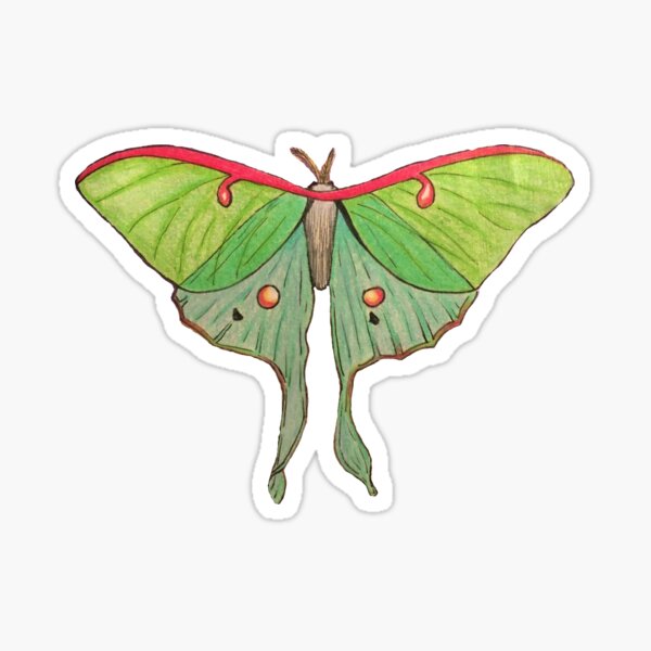 Luna Moth Sticker  ElissaMarieCreative