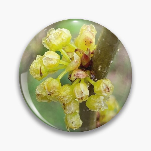 Item preview, The Yellow Flowers of Northern Spicebush designed and sold by Max Kindly.