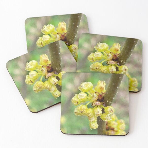 Item preview, The Yellow Flowers of Northern Spicebush designed and sold by Max Kindly.
