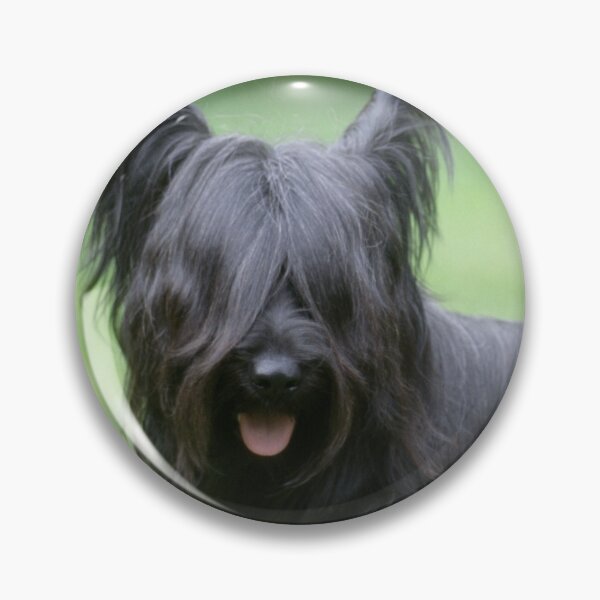 Artikelvorschau, Schwarzer Skye Terrier Hund, der auf Gras steht entworfen und verkauft von ScienceSource.