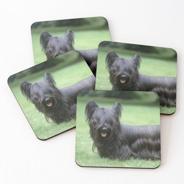 Artikelvorschau, Schwarzer Skye Terrier Hund, der auf Gras steht entworfen und verkauft von ScienceSource.